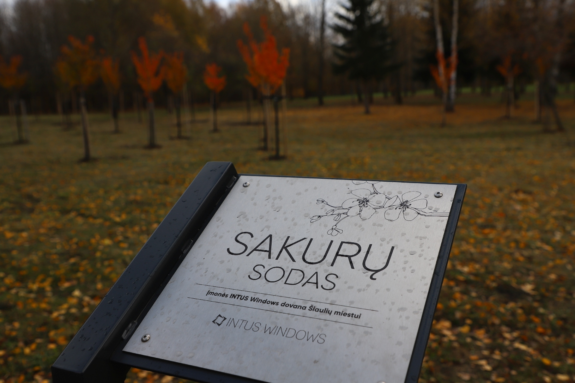 sakurusodas16