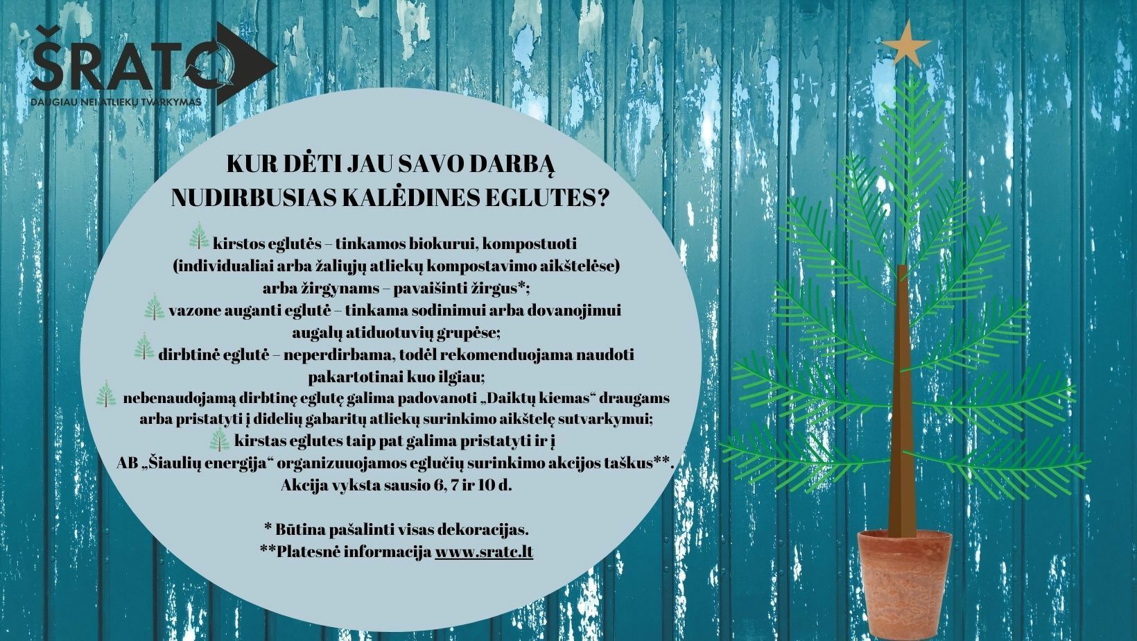 Eglučių surinkimas Šiaulių mieste