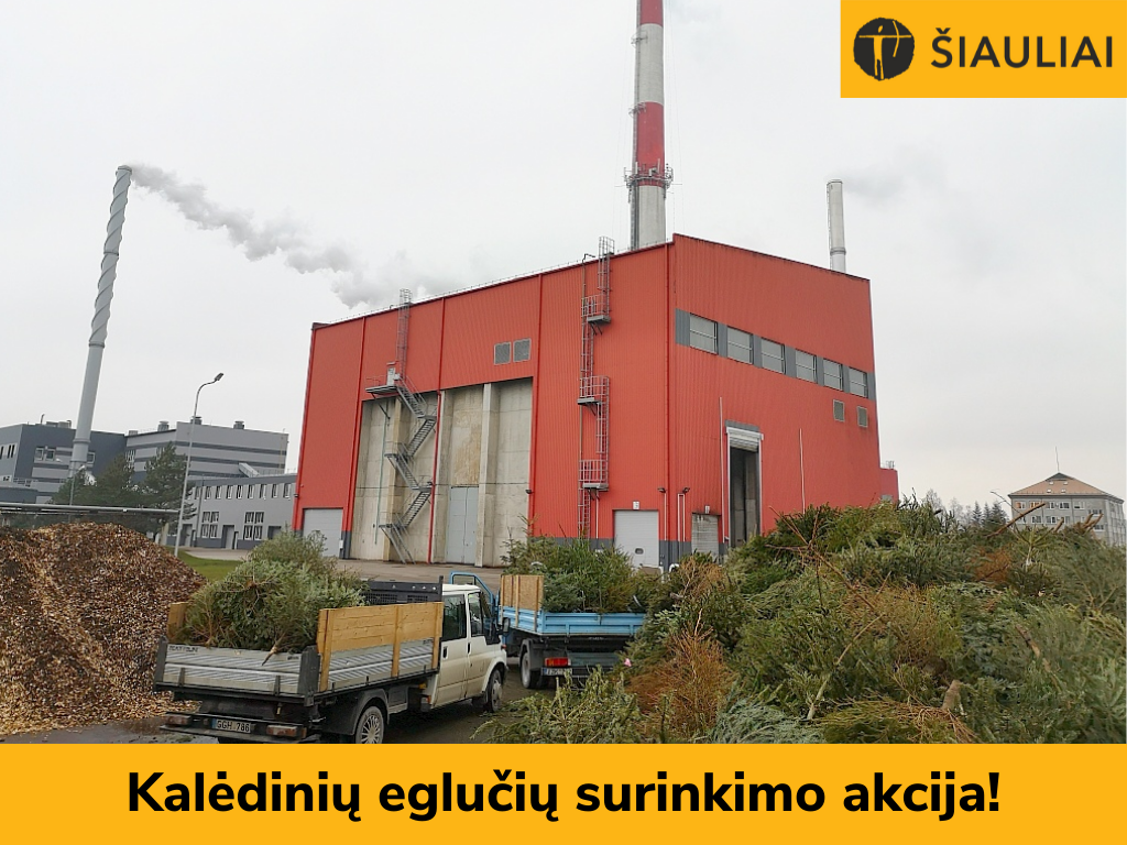 AB „Šiaulių energija“ kviečia į eglučių surinkimo akciją