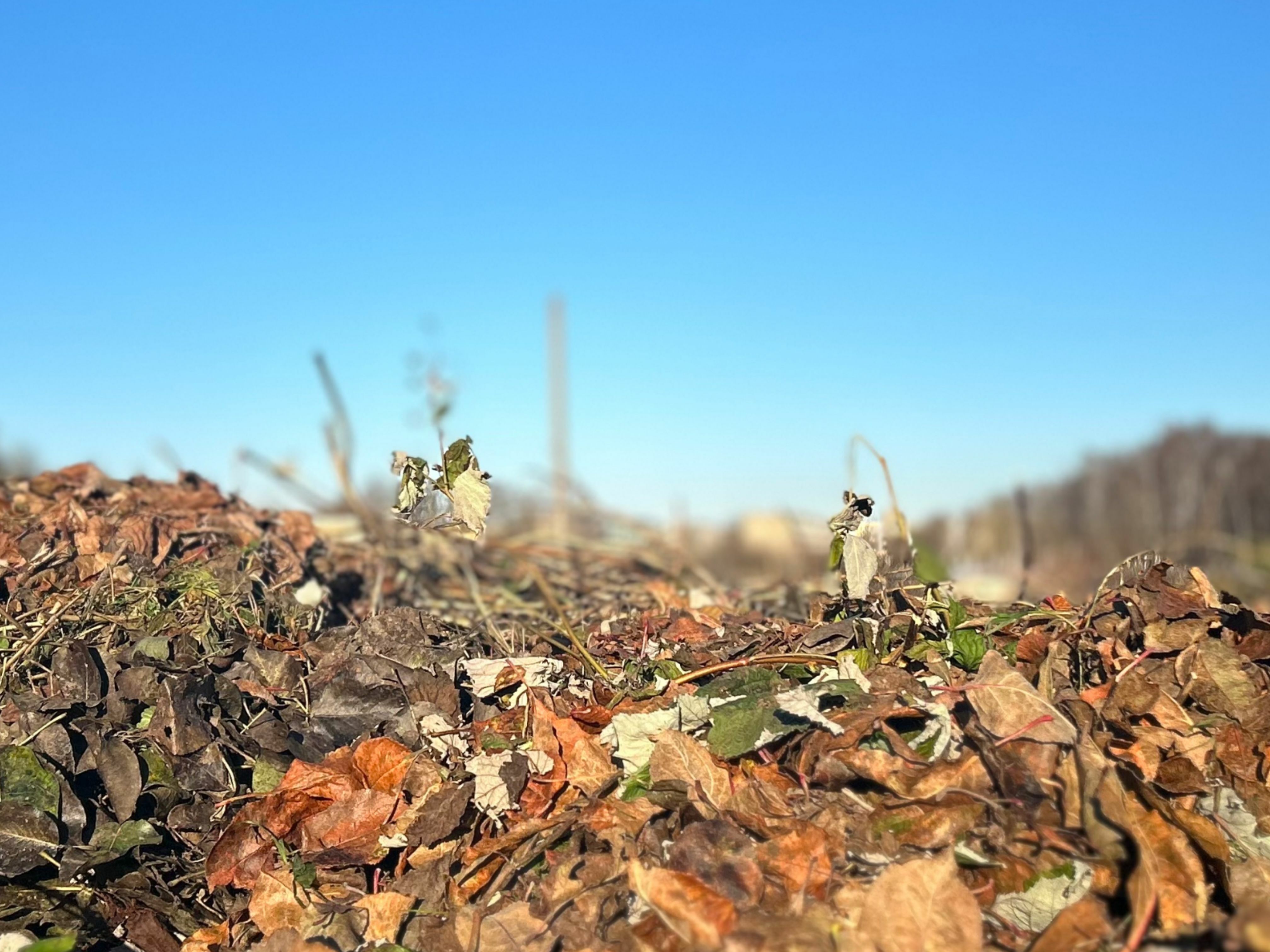 Šiaulių mieste pratęsiamas žaliųjų atliekų surinkimas