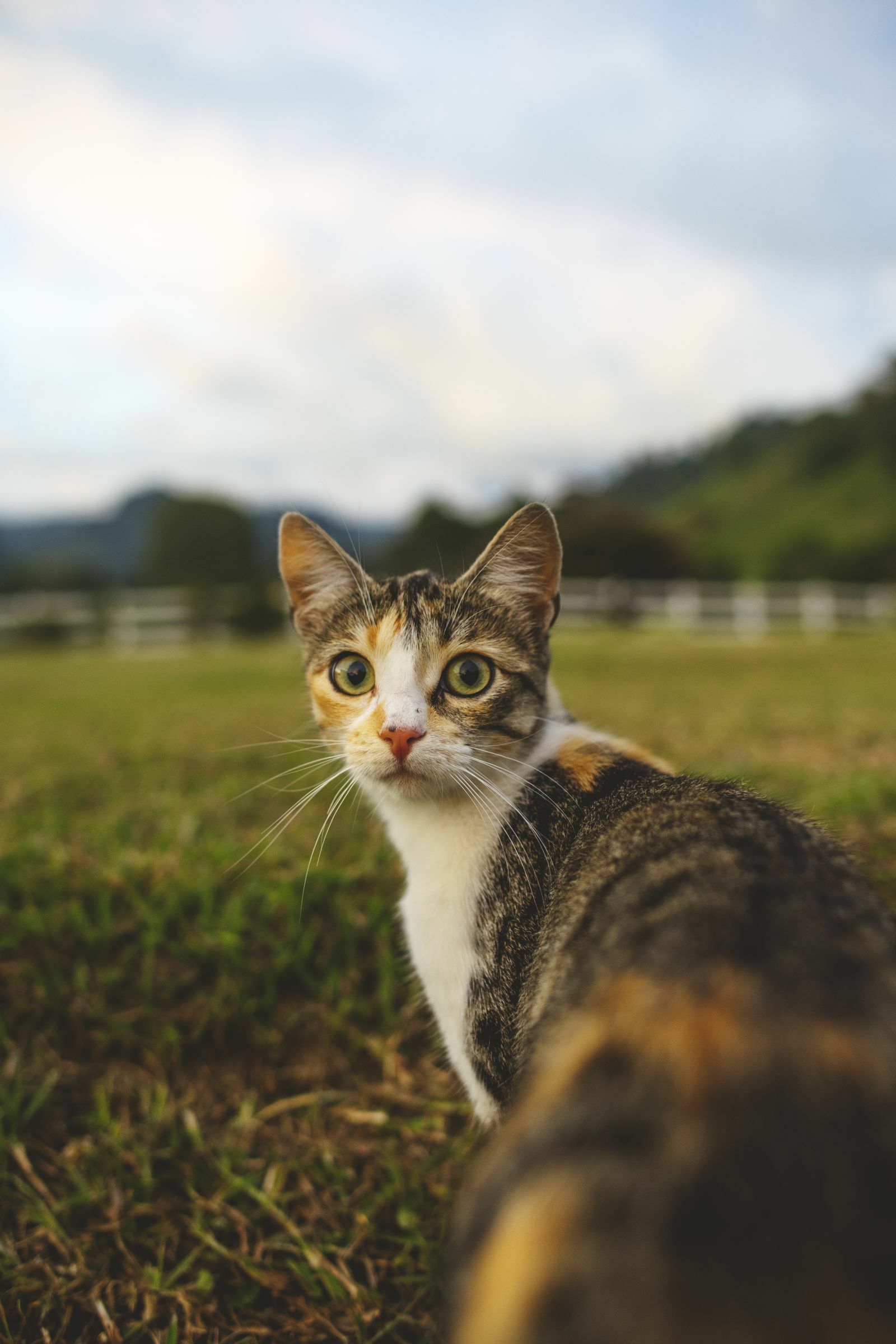 Svarbi informacija Šiaulių miesto gyventojams: kompensacijos už augintinių (kačių) veterinarines paslaugas