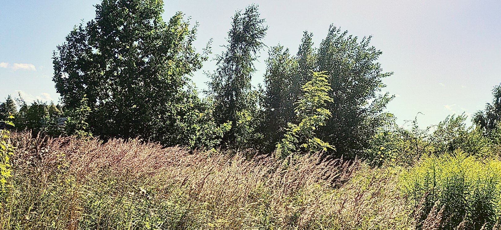 Skelbiami 2025 metų nenaudojamų žemės sklypų sąrašai