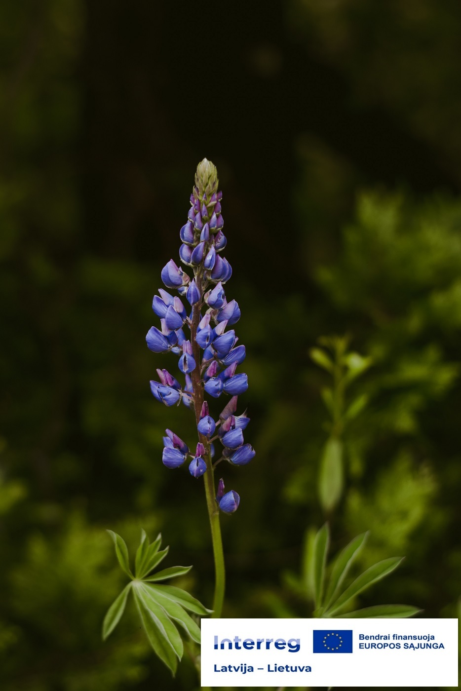 Kviečiame gyventojus į nemokamą seminarų ciklą...