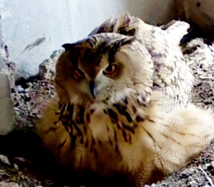 „Pietinia apuokai” apsaugoti nuo elektros...