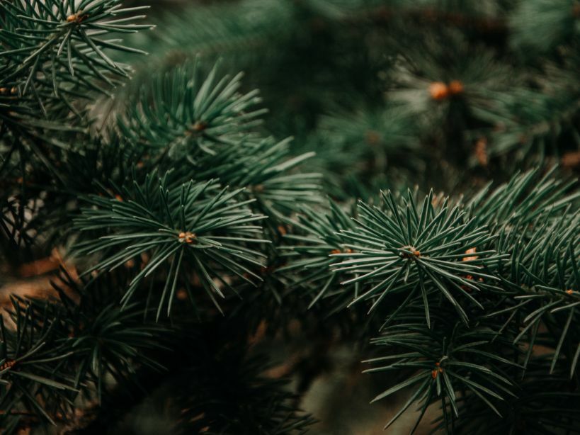 Eglučių rūšiavimas: praėjus šventėms,...