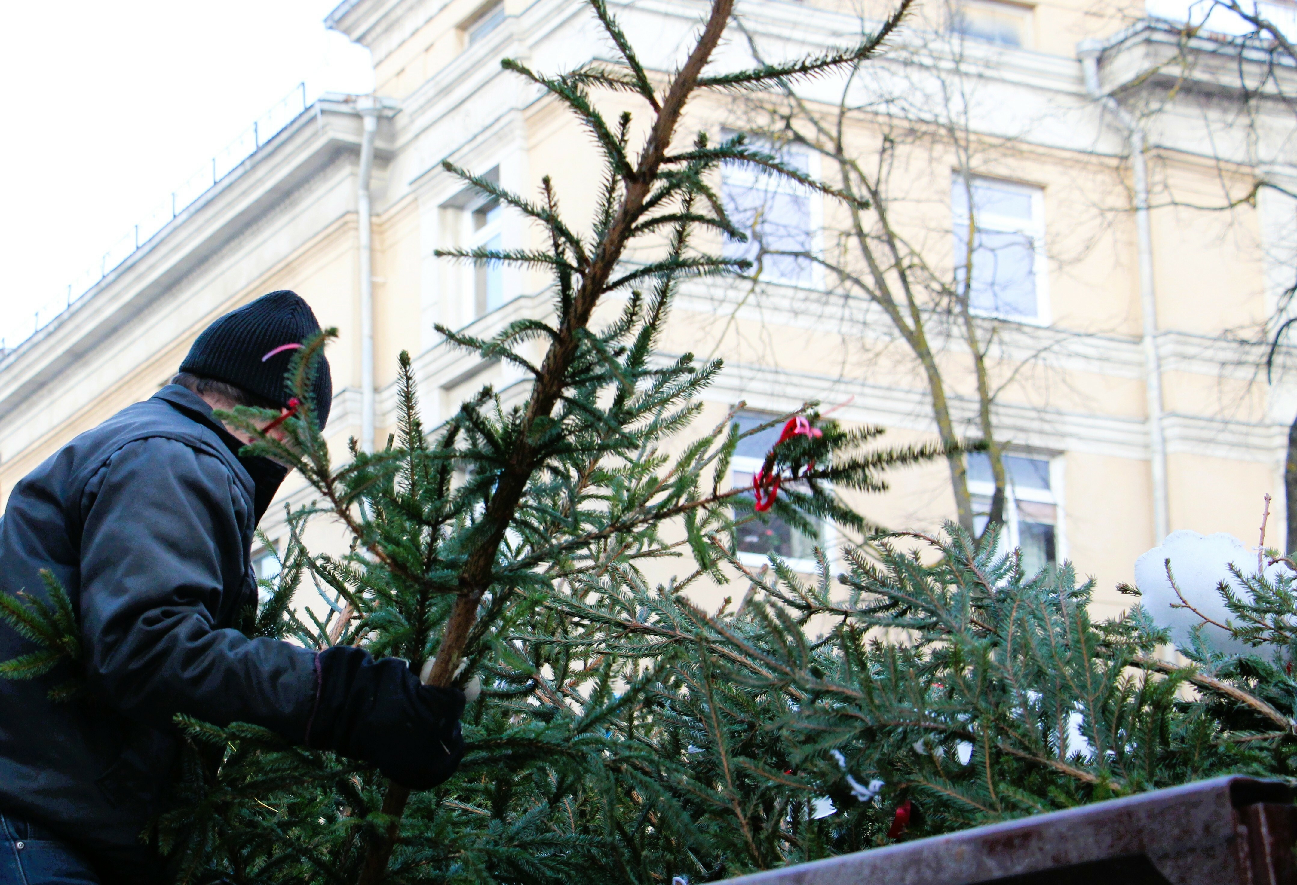 AB „Šiaulių energija“ informuoja apie eglučių surinkimo akciją