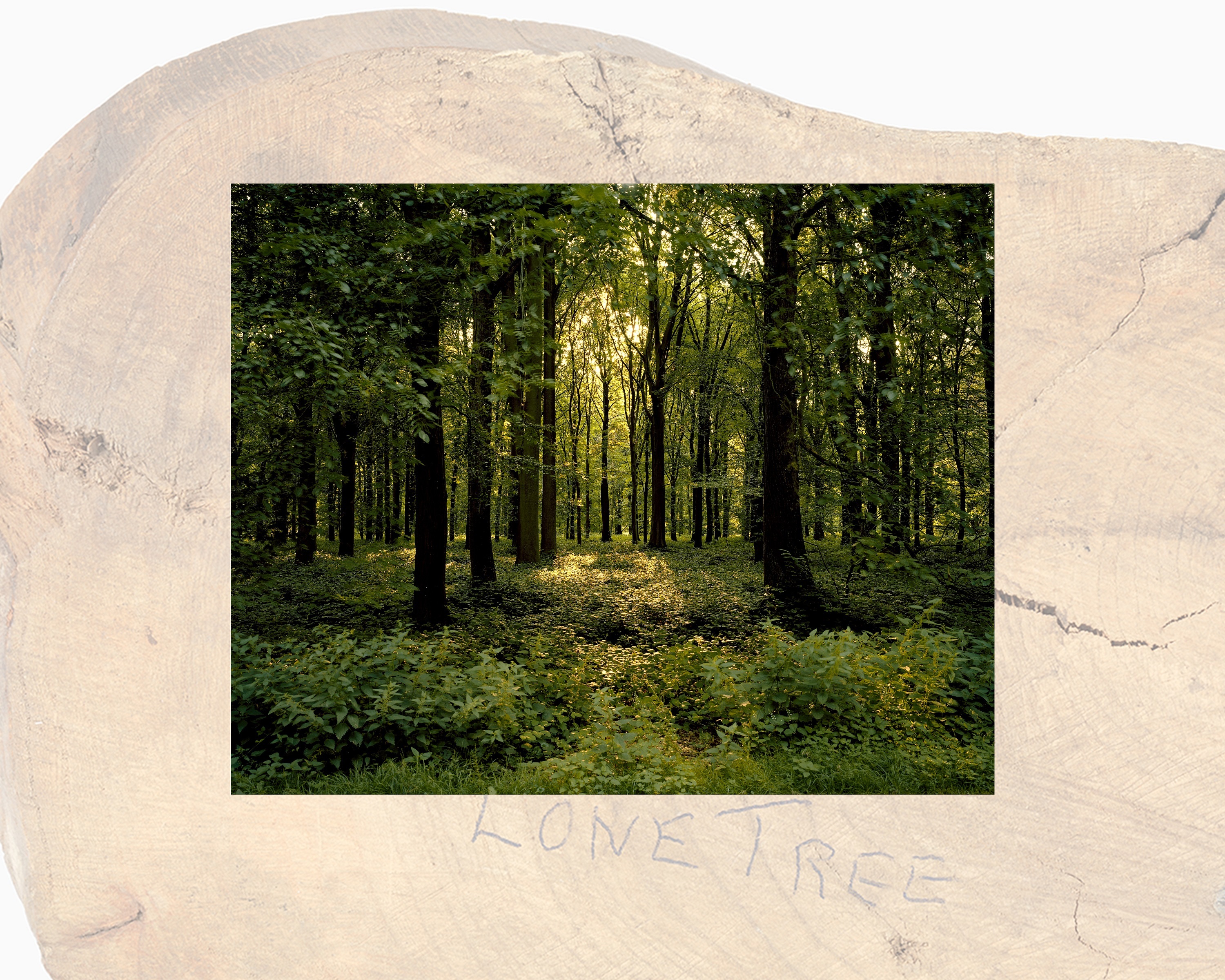 t1916-m-liepos-1-d-delvilio-miskas-longuevalis-prancuzija